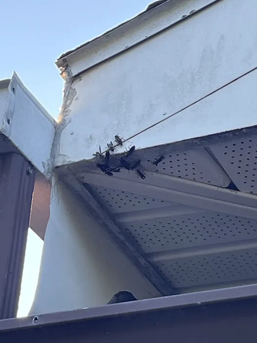 Northeast Pest Control Inc Picture 10