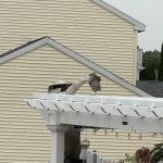 Northeast Pest Control Inc