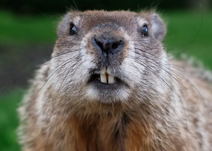 Meerkat Pest Control Picture 9