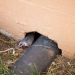 Meerkat Pest Control