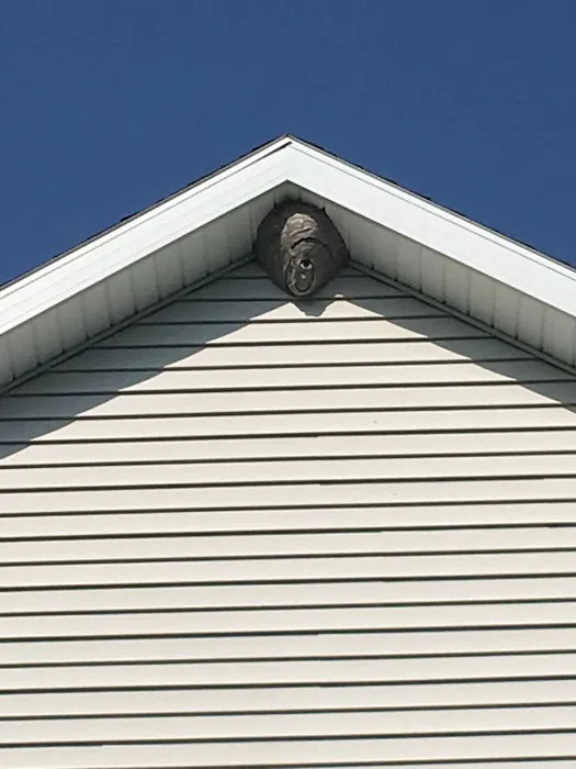 Family Pest Solutions Picture 3