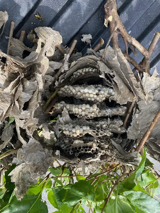 Family Pest Solutions Picture 9