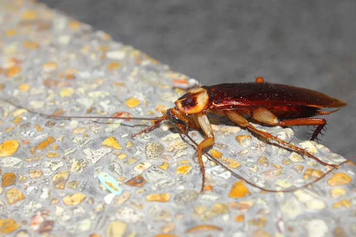 Family Pest Solutions Picture 10
