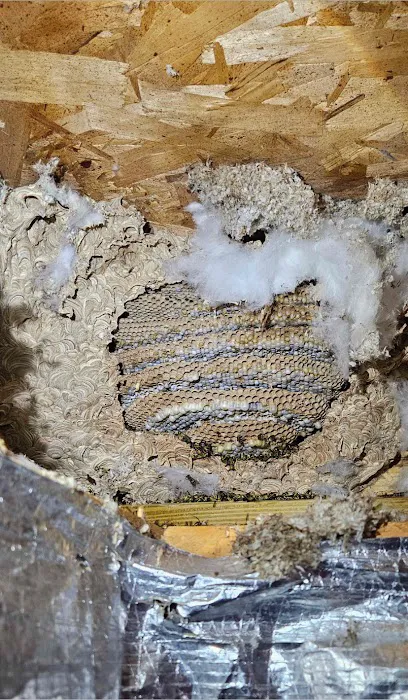 Absolute Pest Control Picture 1