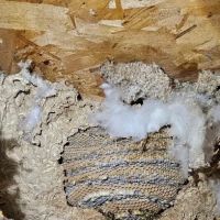 Absolute Pest Control ico
