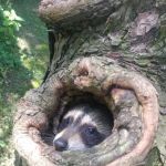 Action Pest Management