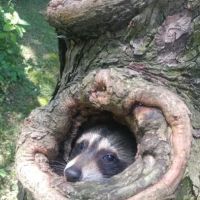 Action Pest Management ico