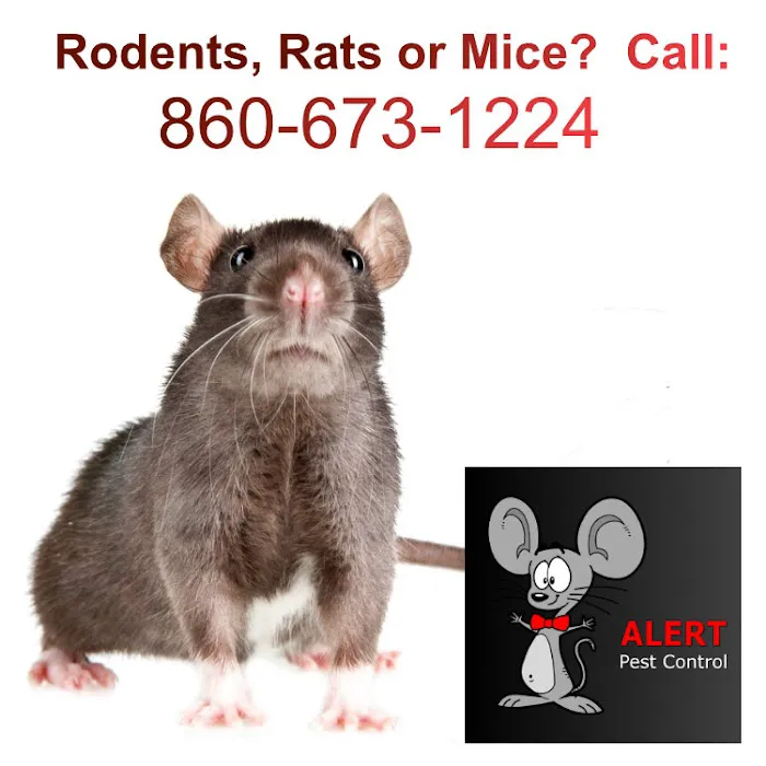 Alert Pest Management Picture 3