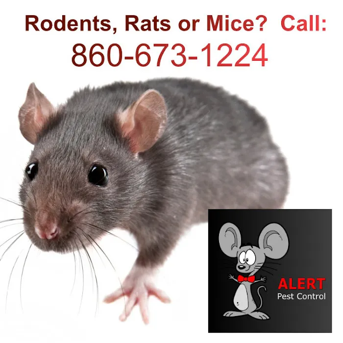 Alert Pest Management Picture 4