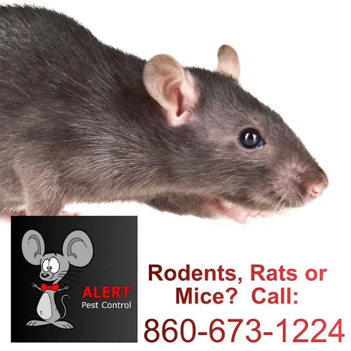 Alert Pest Management Picture 6