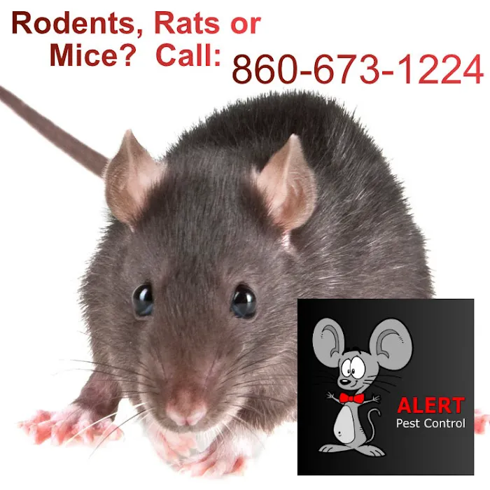 Alert Pest Management Picture 8