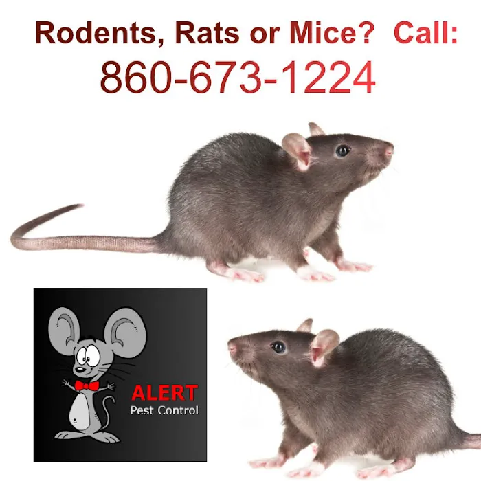 Alert Pest Management Picture 7