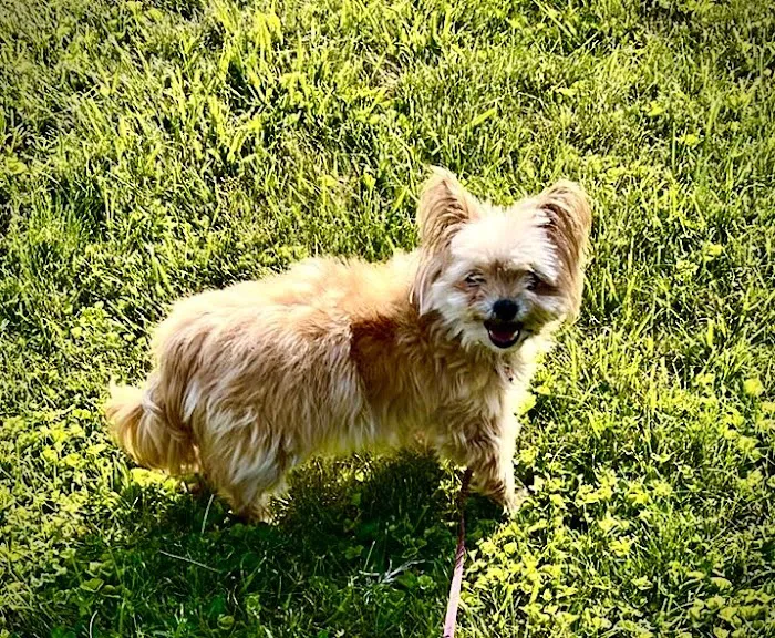 Moxie Pest Control Picture 4