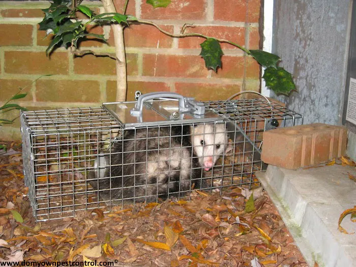 Advanced Pest Control Inc. Picture 1
