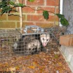 Advanced Pest Control Inc.
