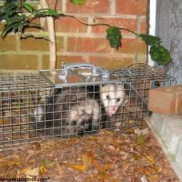 Advanced Pest Control Inc. ico