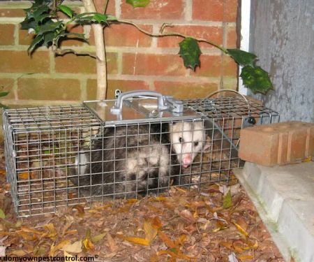 Advanced Pest Control Inc.