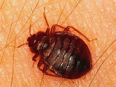 Ed Lavery & Sons Pest Control LLC Picture 6