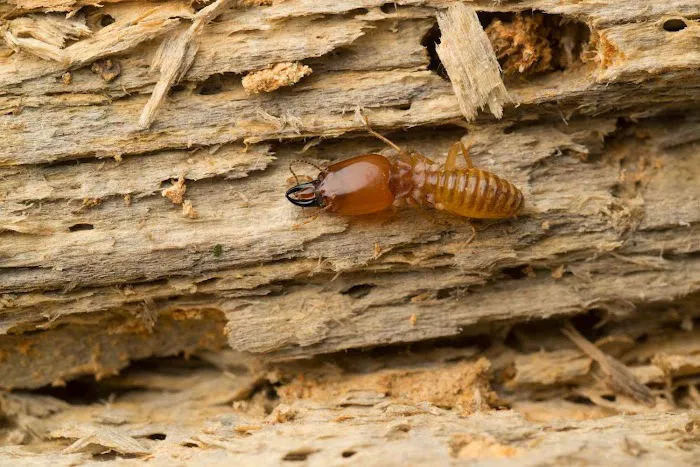 Ed Lavery & Sons Pest Control LLC Picture 5