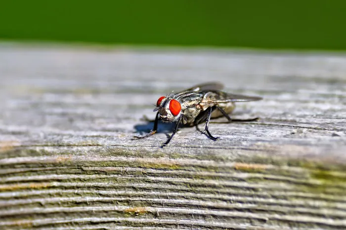 Ed Lavery & Sons Pest Control LLC Picture 4