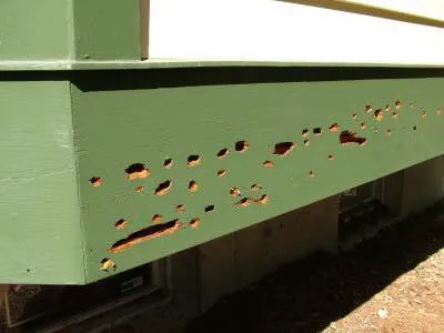 Ed Lavery & Sons Pest Control LLC Picture 3