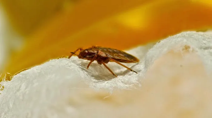 Ed Lavery & Sons Pest Control LLC Picture 1