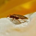 Ed Lavery & Sons Pest Control LLC