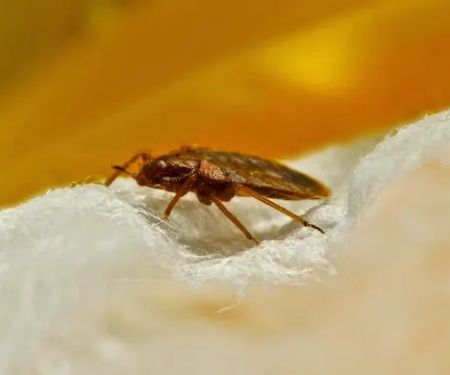 Ed Lavery & Sons Pest Control LLC