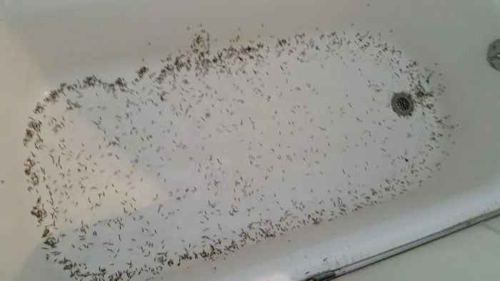 General Exterminating Picture 4