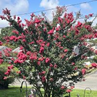 Pride Mosquito Control, LLC ico