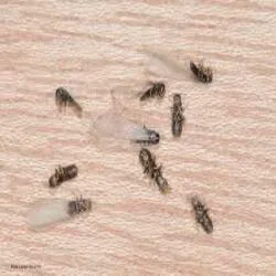 ProfExt Pest Control Picture 1