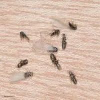 ProfExt Pest Control ico