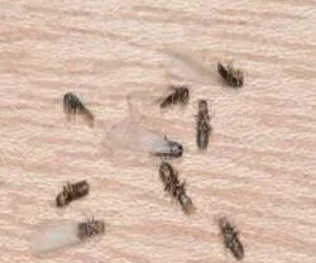 ProfExt Pest Control