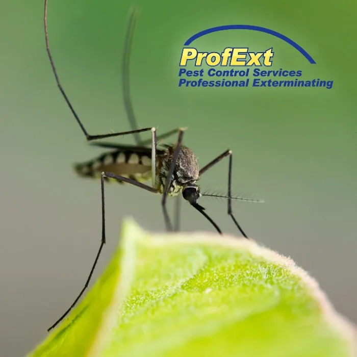 ProfExt Pest Control Picture 3
