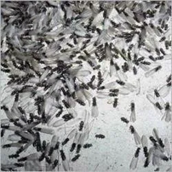 ProfExt Pest Control Picture 7