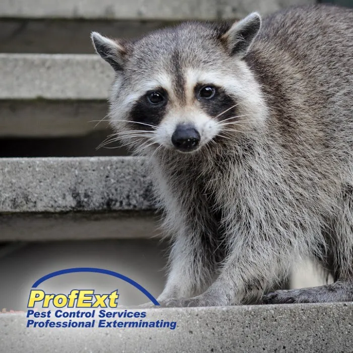 ProfExt Pest Control Picture 9