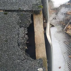 ProfExt Pest Control Picture 4