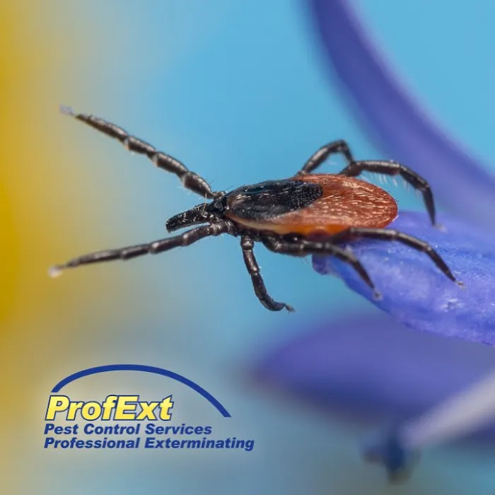 ProfExt Pest Control Picture 10