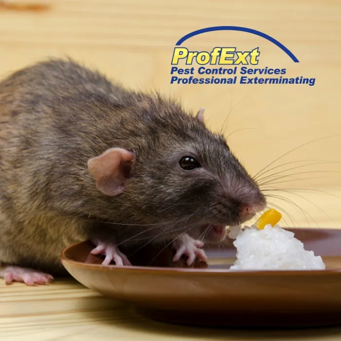 ProfExt Pest Control Picture 8