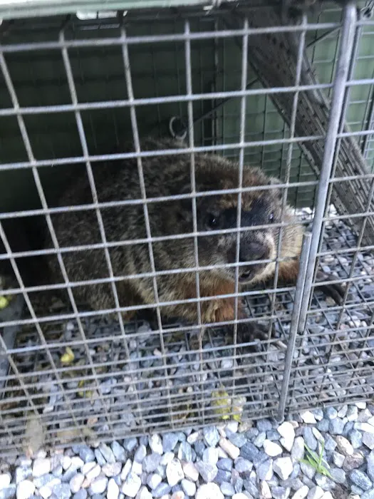 Safeway Wildlife Control Picture 4