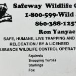 Safeway Wildlife Control