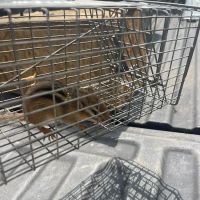 Floyd's Pest & Wildlife Control ico