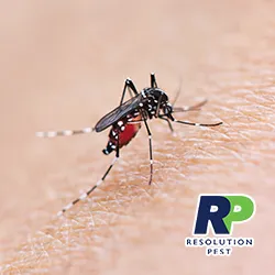 Resolution Pest Picture 1
