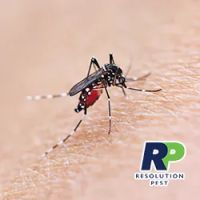 Resolution Pest ico