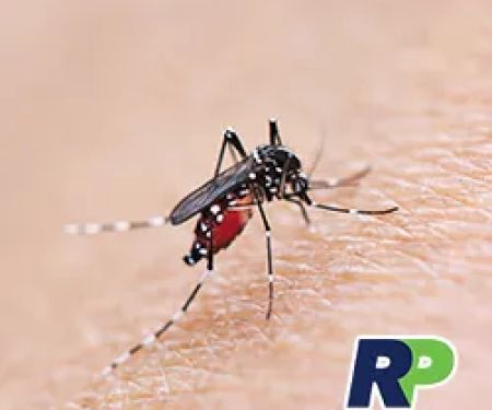 Resolution Pest