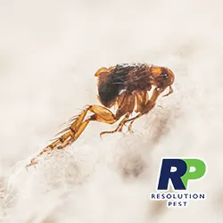 Resolution Pest Picture 2