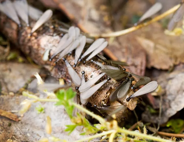 Resolution Pest Picture 6
