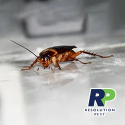 Resolution Pest Picture 3