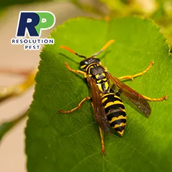 Resolution Pest Picture 7