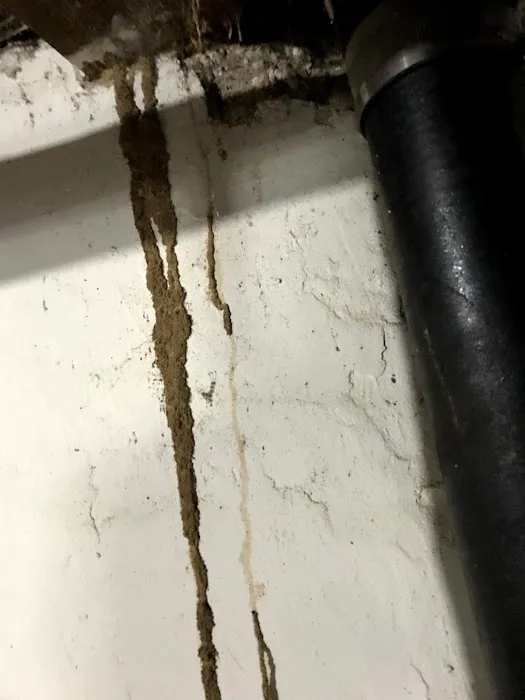 Resolution Pest Picture 8